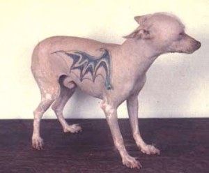 tattooed pigs and hairless dogs __ andy feehan